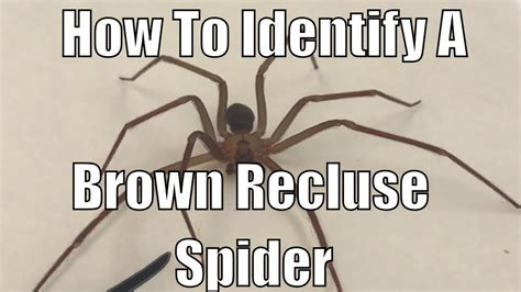 Do Brown Recluse Spiders Make Webs Best 28 Answer