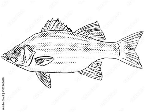 Cartoon Style Line Drawing Of A White Bass Silver Bass Or Sand Bass