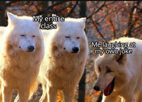 Laughing Wolves Meme Is Newest Funny Animal Meme Funny Gallery