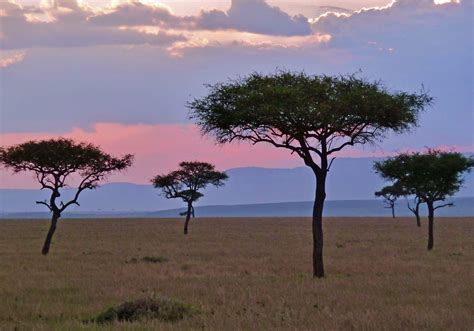 The Plains Masai Mara Kenya Africa Plains © All Rights Flickr