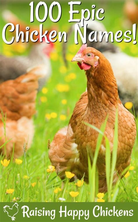 Epic Chicken Names To Choose For Your Flock