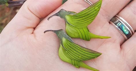 Discover The Special Flower With Petals That Look Like Hummingbird Wings