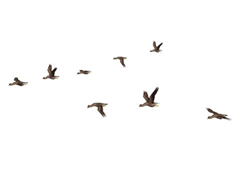 Flying Bird Png Images Transparent Free Download Pngmart