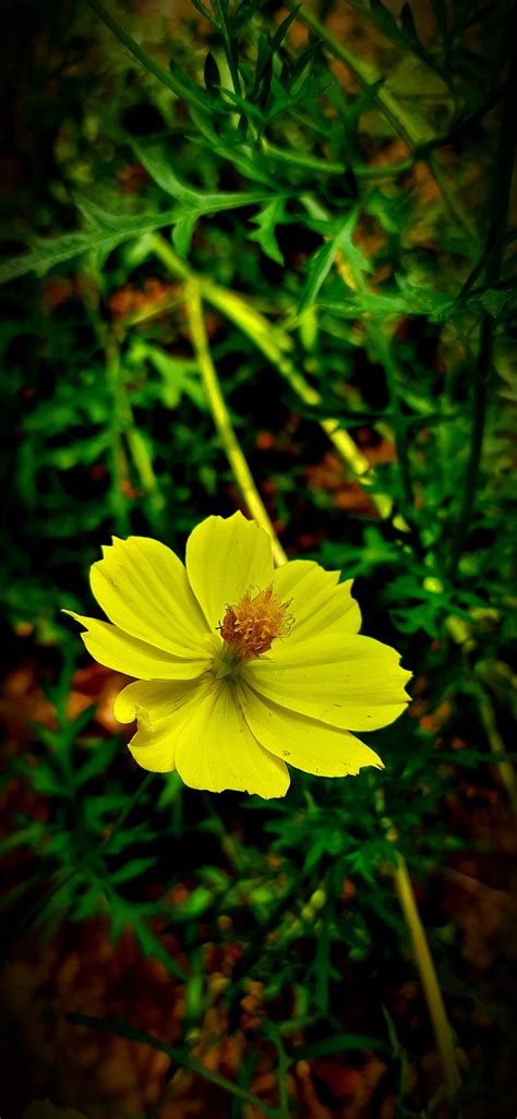 Yellow Flower Beauty Flowers King Nature Yellow Flower Hd Mobile