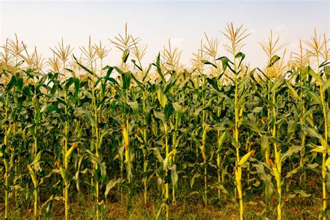 Corn Stalks Winter Grazing And 4 Important Costs Involved