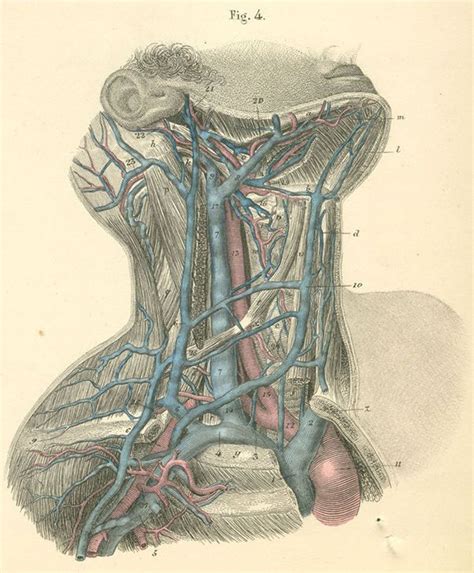 Veins of head & neck. arteries in the neck | Arteries and veins of the right ...