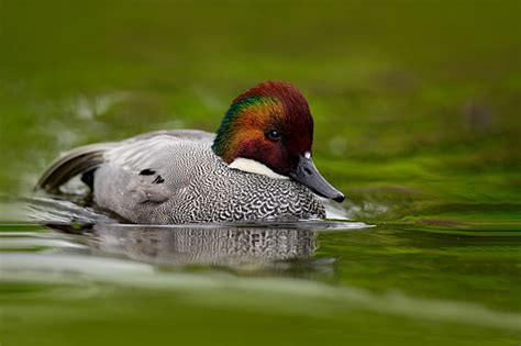 Falcated Teal Or Falcated Duck Mareca Falcata Nice Duck With Rusty Head
