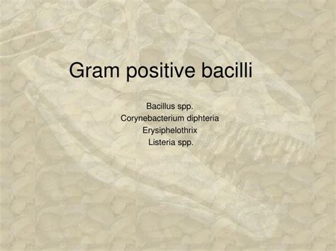 Ppt Gram Positive Bacilli Powerpoint Presentation Free Download Id3672154