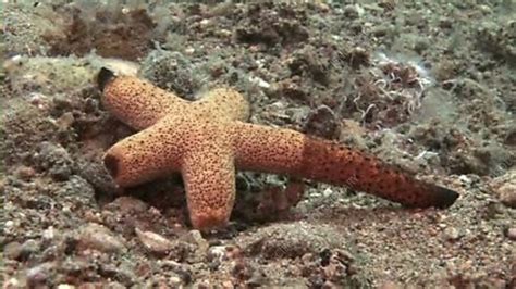 Luzon Sea Star Stock Video Clip K0026658 Science Photo Library