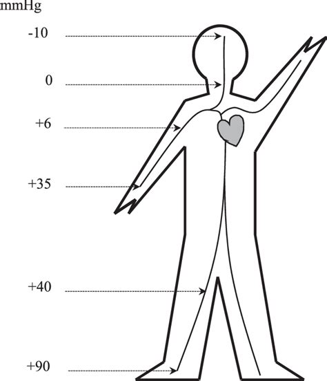 Effect Of Gravitational Forces On Venous Pressure In Different Body