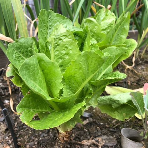 Keep lettuce in temperatures between 45 and 70 ºf (7 to 21 ºc) but ideally in the 60s to keep the bitterness at bay. How to Plant & Grow Romaine Lettuce | Brown Thumb Mama®