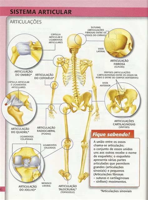 Generalidades Del Sistema Articular Anatomia Kulturaupice