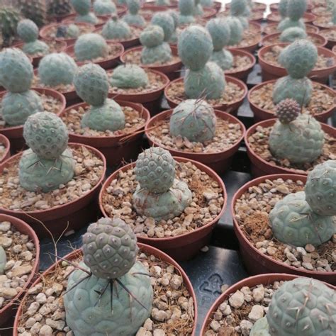 Tephrocactusgeometricus Giromagi Cactus And Succulents