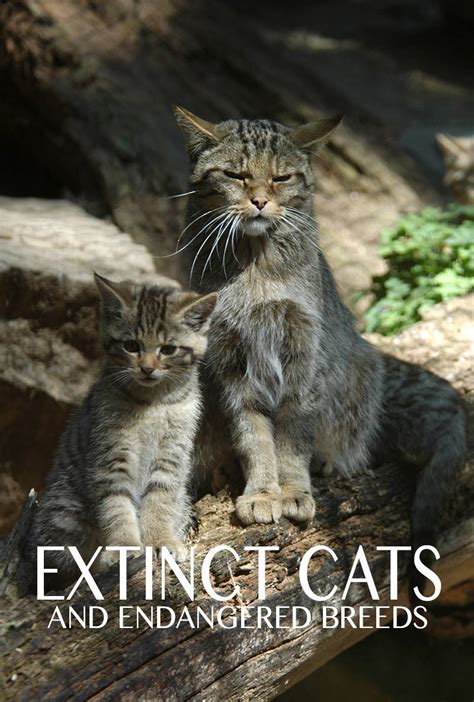 Extinct Cats A Guide To The Cats That History Left Behind