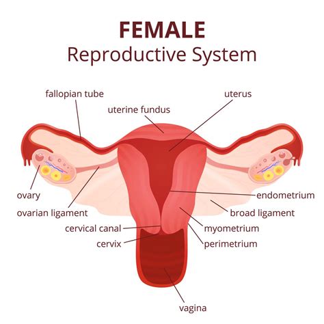 Curious about internal condoms (aka female condoms)? Labeled Diagram of the Female Reproductive System And Its ...