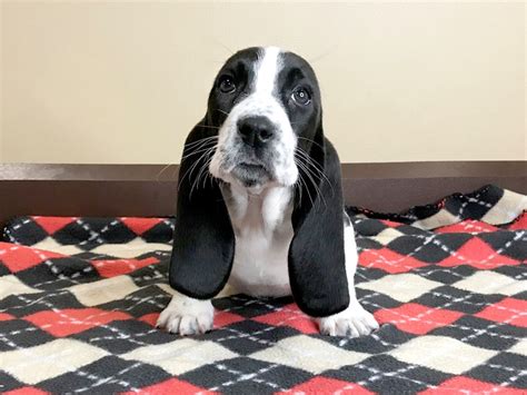 Basset Hound Puppy Black White Id780 Located At Petland Mason Ohio