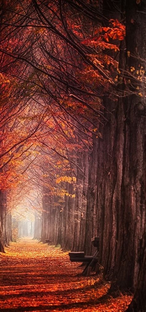 Download 1080x2310 Fall Trees Red Leaves Path Autumn Scenery