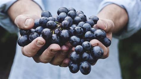 Memetik Manfaat Kesehatan Dari Anggur Hitam