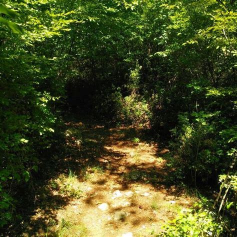 Landscape A Forest Nature Observation In The Ecosystem Mediterranean