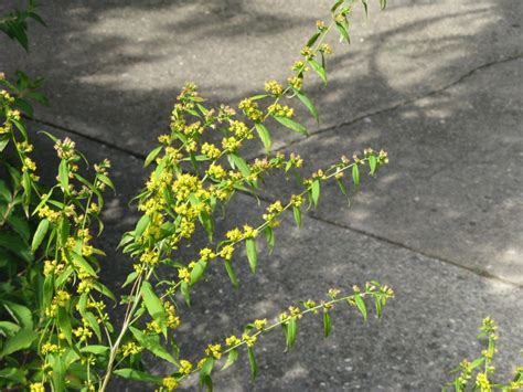 What A Year For Goldenrod Friesner Herbarium Blog About Indiana Plants