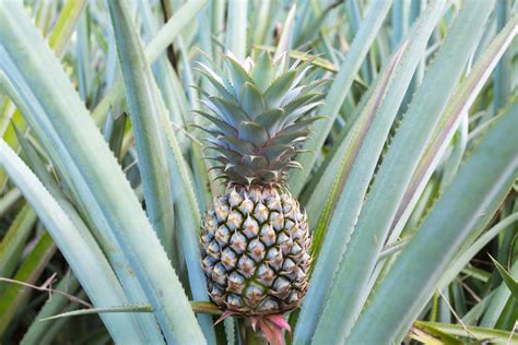 How To Grow A Pineapple Top A Step By Step Guide Better