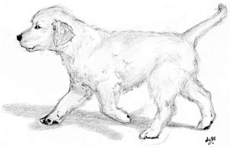 Golden retriever coloring page from dogs category. Golden Retriever puppy by DontWannaMakeIt on DeviantArt ...