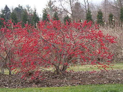 Ultimate Guide To Winterberry Holly Proven Winners Winterberry
