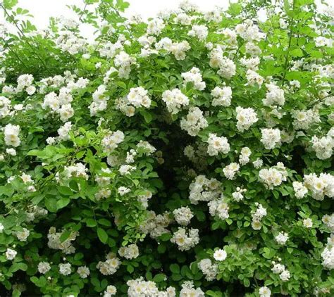35 Seeds White Climbing Roses China Rose New Live Fresh Seeds Diy Home