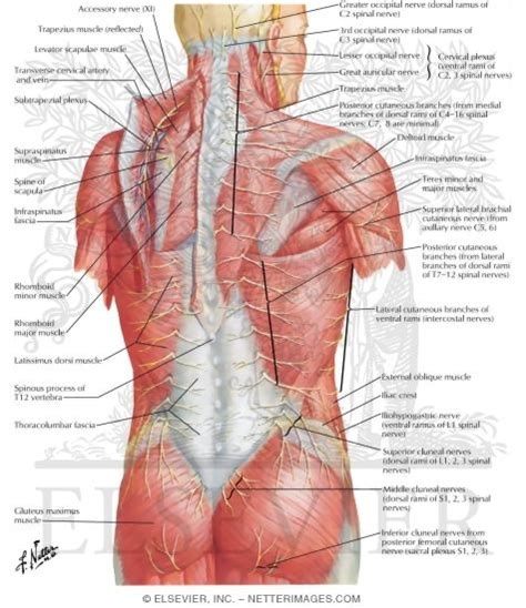 The latissimus dorsi is the wide muscle of the back and lateral trunk. Nerves of Back
