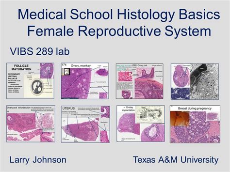 Medical Babe Histology Female Reproductive System Part Images And Photos Finder