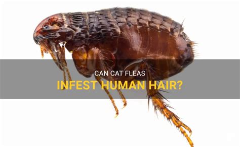 Can Cat Fleas Infest Human Hair Petshun