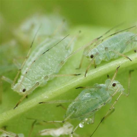 6 Common Greenhouse Pests And How To Manage Them Greenhouse News