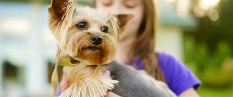 Yorkshire Terrier Breed Guide