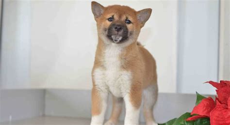 Questions and answers about shiba inu temperament, personality, behavior, physical traits and characteristics, feeding, health care, buying, adoption again, you must start your shiba inu puppy off on the right foot by teaching him what he needs to know and you must avoid doing the wrong. Shiba Inu.Meet Jojo a Puppy for Adoption.