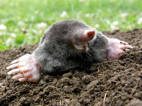 How Do I Get Rid Of Moles Humanely