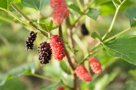 How To Use Mulberry For Weight Loss Livestrongcom