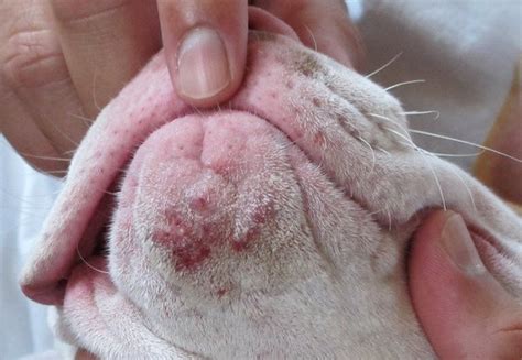 Can Dogs Get Pimples All About Dogs