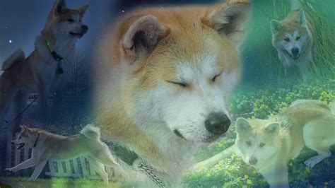 Akita Wallpapers Pets Cute And Docile