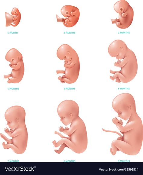 Human Fetus Inside Icon Set Royalty Free Vector Image