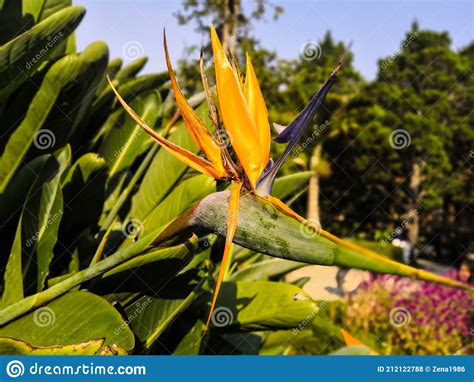 Colorful Flower Bird Of Paradise Strelitzia Reginae Blossom In Garden