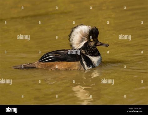 Hooded Merganser Duck Stock Photo Alamy