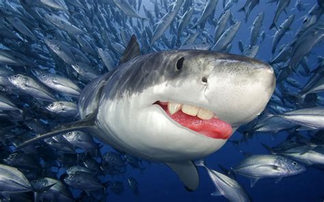 Sharks With Human Teeth Are Way Less Scary Askmen