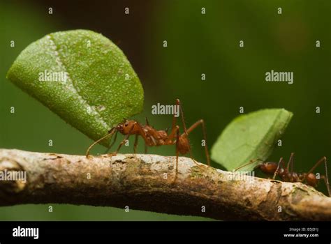 Leaf Cutter Ant Carrying Leaf Stock Photo Alamy