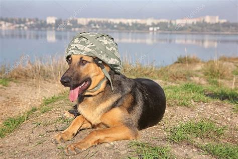 German Shepherd Dog With Military Helmet — Stock Photo