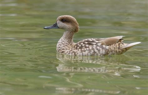 Marbled Teal Duck Pictures