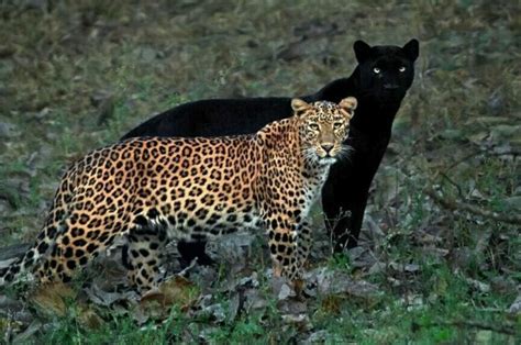Zdjęcia dzikich kotów zachwycają! Gepard i jego cień robią ...