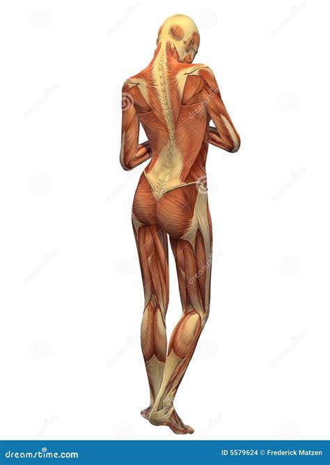 Anatomy Of Female Human Body From The Back Arteries Of The Body Female