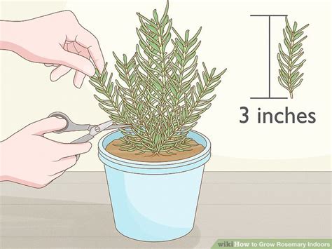 Learn How To Do Anything How To Grow Rosemary Indoors