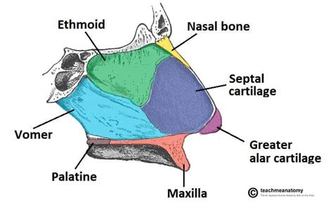 The Nasal Skeleton Bones Cartilage Fractures Teachmeanatomy
