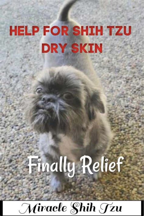 Shih Tzu Dry Skin Problems Causes And Remedies